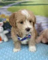 Pipi’s Blue Boy, a male Maltipoo for sale in Eatonton, GA – Photo 2 of 10