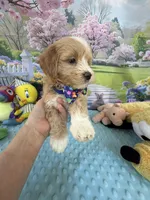 Pipi’s Blue Boy, a male Maltipoo for sale in Eatonton, GA – Photo 9 of 10