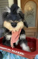 Reduced!   Trendy’s Brown Boy, a female Schnoodle for sale in Eatonton, GA – 2 of 7
