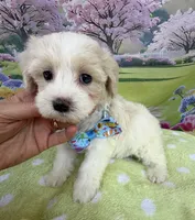 Jellybean’s Apricot/White Boy (blue in eye), a male Maltipoo for sale in Eatonton, GA – 6 of 10
