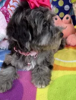 Trendy’s Tiny  Pink Girl Blue eye, a female Schnoodle for sale in Eatonton, GA – 6 of 6