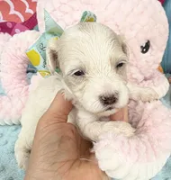 Jellybean’s Apricot/White Boy, a male Maltipoo for sale in Eatonton, GA – 2 of 8