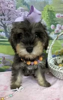 Trendy’s Purple Girl, a female Schnoodle for sale in Eatonton, GA – 1 of 9
