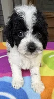 Hailey’s Green Boy, a male Cavapoo for sale in Eatonton, GA – 10 of 10