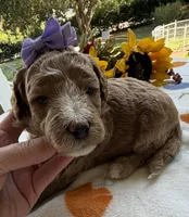 Shirley’s Purple Girl, a female Miniature Goldendoodle for sale in Eatonton, GA – 1 of 6