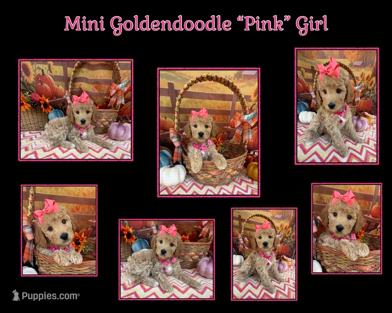 Shirley’s Pink Girl – Miniature Goldendoodle puppy for sale in Eatonton, GA