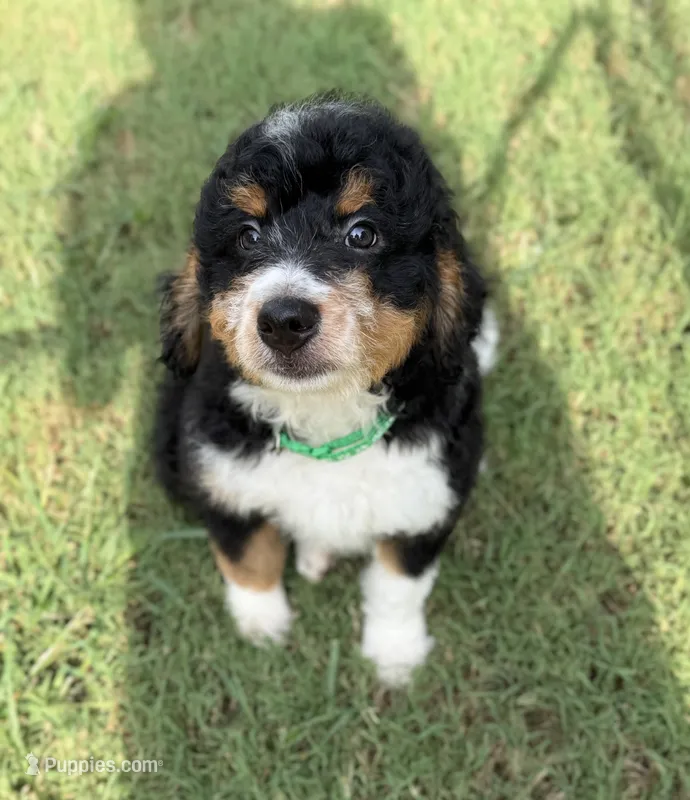 Bernie’s Tri Boy – Miniature Bernedoodle puppy for sale in Eatonton, GA