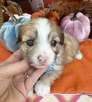 Peaches Blue Boy with Blue Eyes, a male Maltipoo for sale in Eatonton, GA – 4 of 9