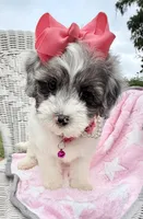 Jellybean’s Blue Merle/White, a female Maltipoo for sale in Eatonton, GA – 5 of 9