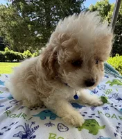 Hailey’s Tiny Blue , a female Cavapoo for sale in Eatonton, GA – 4 of 8