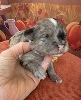 Peaches Purple Girl, a female Maltipoo for sale in Eatonton, GA – 3 of 8