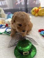 Autumn’s Green Boy w/ video, a male Cavapoo for sale in Eatonton, GA – Photo 6 of 8