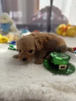 Autumn’s Green Boy w/ video, a male Cavapoo for sale in Eatonton, GA – Photo 2 of 8