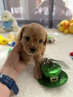 Autumn’s Green Boy w/ video, a male Cavapoo for sale in Eatonton, GA – Photo 8 of 8