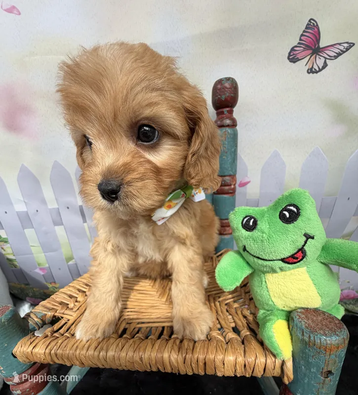 Autumn’s Green Boy w/ video – Cavapoo puppy for sale in Eatonton, GA