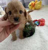 Autumn’s Green Boy w/ video, a male Cavapoo for sale in Eatonton, GA – Photo 1 of 8
