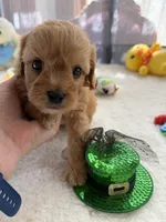 Autumn’s Green Boy w/ video, a male Cavapoo for sale in Eatonton, GA – Photo 7 of 8