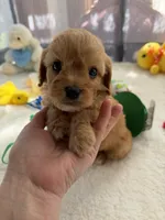 Autumn’s Green Boy w/ video, a male Cavapoo for sale in Eatonton, GA – Photo 3 of 8