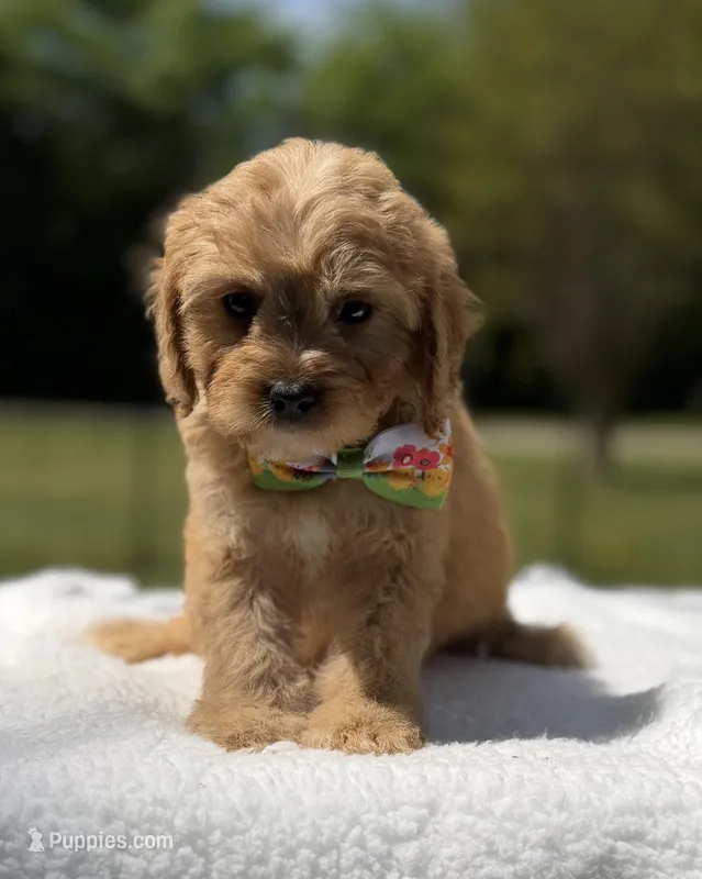 Autumn’s Green Boy w/ video – Cavapoo puppy for sale in Eatonton, GA