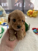 Autumn’s Green Boy w/ video, a male Cavapoo for sale in Eatonton, GA – Photo 4 of 8