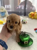 Autumn’s Green Boy w/ video, a male Cavapoo for sale in Eatonton, GA – Photo 5 of 8