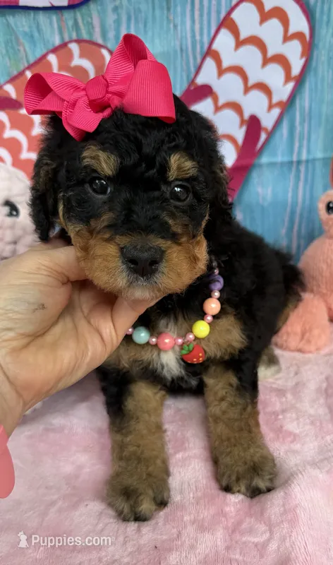 Bernie’s Black/Tan Girl – Miniature Bernedoodle puppy for sale in Eatonton, GA