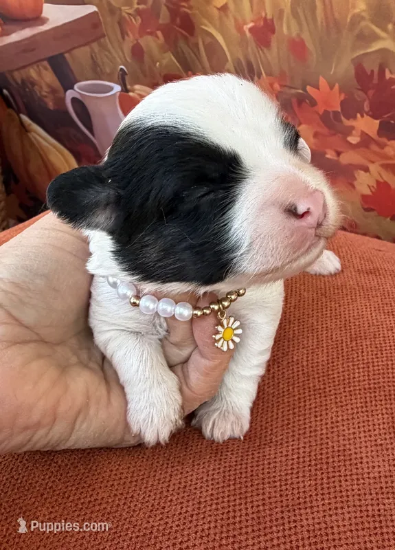 Peaches Red Girl – Maltipoo puppy for sale in Eatonton, GA