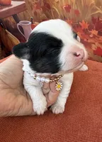 Peaches Red Girl, a female Maltipoo for sale in Eatonton, GA – 1 of 8
