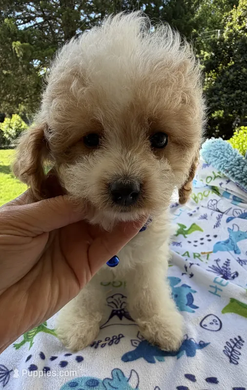 Hailey’s Tiny Blue  – Cavapoo puppy for sale in Eatonton, GA