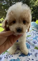 Hailey’s Tiny Blue , a female Cavapoo for sale in Eatonton, GA – 1 of 8