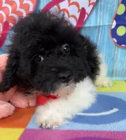 Hailey’s Red Boy, a male Cavapoo for sale in Eatonton, GA – 2 of 4