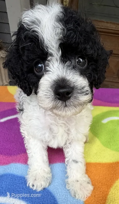 Hailey’s Green Boy – Cavapoo puppy for sale in Eatonton, GA