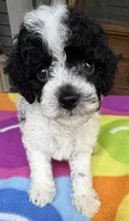 Hailey’s Green Boy, a male Cavapoo for sale in Eatonton, GA – 1 of 10