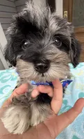 Trendy’s Tiny Blue Boy, a female Schnoodle for sale in Eatonton, GA – 6 of 8