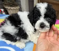 Hailey’s Green Boy, a male Cavapoo for sale in Eatonton, GA – 4 of 10
