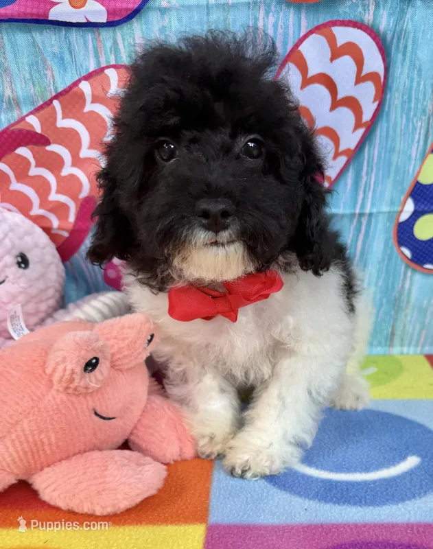 Hailey’s Red Boy – Cavapoo puppy for sale in Eatonton, GA