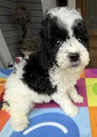 Hailey’s Orange Boy, a male Cavapoo for sale in Eatonton, GA – 9 of 10