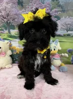 Trendy’s Yellow Girl, a female Schnoodle for sale in Eatonton, GA – 2 of 10