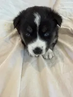 Blue, a male Pomsky for sale in Sterling Heights, MI – Photo 3 of 5