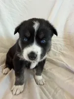 Blue, a male Pomsky for sale in Sterling Heights, MI – Photo 1 of 5