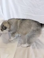 Hana, a female Pomsky for sale in Sterling Heights, MI – Photo 4 of 5