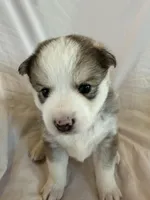 Hana, a female Pomsky for sale in Sterling Heights, MI – Photo 2 of 5