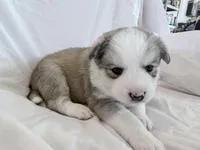 Hana, a female Pomsky for sale in Sterling Heights, MI – Photo 1 of 5