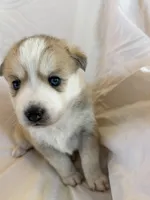 Snow, a male Pomsky for sale in Sterling Heights, MI – Photo 1 of 5