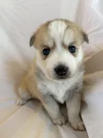 Snow, a male Pomsky for sale in Sterling Heights, MI – Photo 2 of 5