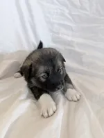 Copper, a male Pomsky for sale in Sterling Heights, MI – Photo 2 of 5