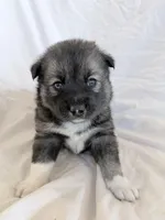 Copper, a male Pomsky for sale in Sterling Heights, MI – Photo 3 of 5