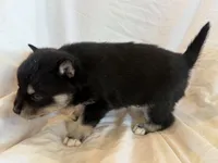 Pumpkin , a male Pomsky for sale in Sterling Heights, MI – Photo 2 of 5