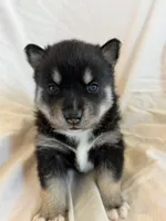 Pumpkin , a male Pomsky for sale in Sterling Heights, MI – Photo 3 of 5