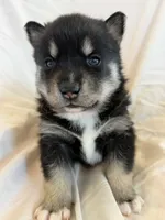 Pumpkin , a male Pomsky for sale in Sterling Heights, MI – Photo 1 of 5